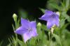 <img100*0:stuff/z/169023/More%2520Blue/i1278950796_5.jpg>