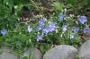 <img100*0:stuff/z/169023/More%2520Blue/i1278950796_7.jpg>