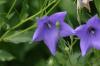 <img100*0:stuff/z/169023/More%2520Blue/i1278950796_8.jpg>