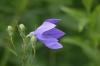 <img100*0:stuff/z/169023/More%2520Blue/i1278950796_9.jpg>
