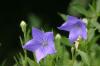 <img100*0:stuff/z/169023/More%2520Blue/i1278950797_39.jpg>
