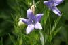 <img100*0:stuff/z/169023/More%2520Blue/i1278950797_41.jpg>
