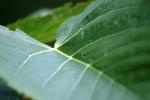 more leaves.1
