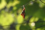 <img150*0:stuff/z/169023/More%2520Leaves.1/i1278632159_10.jpg>