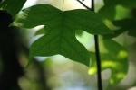 <img150*0:stuff/z/169023/More%2520Leaves.1/i1278632159_11.jpg>