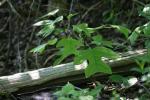 <img150*0:stuff/z/169023/More%2520Leaves.1/i1278632159_12.jpg>