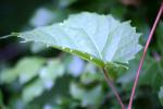<img150*0:stuff/z/169023/More%2520Leaves.1/i1278632159_3.jpg>