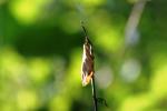 <img150*0:stuff/z/169023/More%2520Leaves.1/i1278632159_4.jpg>