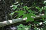 <img150*0:stuff/z/169023/More%2520Leaves.1/i1278632159_6.jpg>