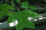 <img150*0:stuff/z/169023/More%2520Leaves.1/i1278632159_7.jpg>