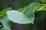 <img150*0:stuff/z/169023/More%2520Leaves.1/i1278632159_8.jpg>
