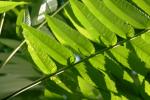 <img150*0:stuff/z/169023/More%2520Leaves.1/i1278632159_9.jpg>