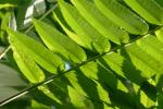 <img150*0:stuff/z/169023/More%2520Leaves.1/i1278632160_15.jpg>