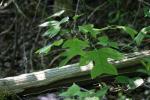 <img150*0:stuff/z/169023/More%2520Leaves.1/i1278632160_18.jpg>