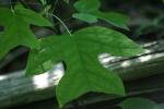 <img150*0:stuff/z/169023/More%2520Leaves.1/i1278632160_19.jpg>