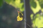 <img150*0:stuff/z/169023/More%2520Leaves.1/i1278632160_22.jpg>
