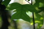<img150*0:stuff/z/169023/More%2520Leaves.1/i1278632160_23.jpg>
