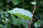 <img150*0:stuff/z/169023/More%2520Leaves.1/i1278632160_26.jpg>