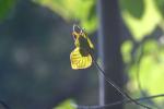 <img150*0:stuff/z/169023/More%2520Leaves.1/i1278632161_28.jpg>