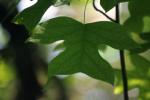 <img150*0:stuff/z/169023/More%2520Leaves.1/i1278632161_29.jpg>