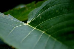 <img300*0:stuff/z/169023/More%2520Leaves.1/i1278632161_31.jpg>