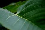 <img:stuff/z/169023/More%2520Leaves.1/i1278632161_31.jpg?y=100>