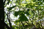 <img150*0:stuff/z/169023/More%2520Leaves.1/i1278632161_34.jpg>