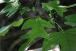 <img150*0:stuff/z/169023/More%2520Leaves.1/i1278632161_36.jpg>