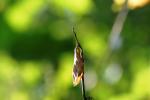 <img150*0:stuff/z/169023/More%2520Leaves.1/i1278632161_39.jpg>