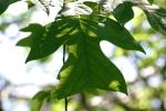 <img150*0:stuff/z/169023/More%2520Leaves.1/i1278632161_40.jpg>
