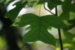 <img150*0:stuff/z/169023/More%2520Leaves.1/i1278632161_41.jpg>