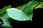<img:stuff/z/169023/More%2520Leaves.2/i1278632561_1.jpg?y=100>