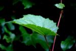 <img150*0:stuff/z/169023/More%2520Leaves.2/i1278632562_12.jpg>