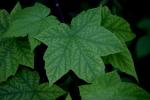 more leaves.2