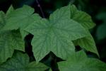 <img150*0:stuff/z/169023/More%2520Leaves.2/i1278632562_15.jpg>