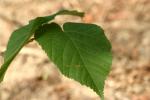 <img150*0:stuff/z/169023/More%2520Leaves.2/i1278632562_16.jpg>