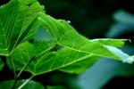 <img150*0:stuff/z/169023/More%2520Leaves.2/i1278632562_2.jpg>