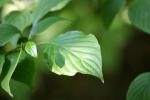<img150*0:stuff/z/169023/More%2520Leaves.2/i1278632562_3.jpg>
