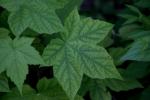 <img150*0:stuff/z/169023/More%2520Leaves.2/i1278632562_5.jpg>