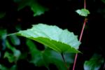 <img150*0:stuff/z/169023/More%2520Leaves.2/i1278632562_7.jpg>