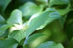 <img150*0:stuff/z/169023/More%2520Leaves.2/i1278632562_8.jpg>