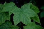 <img150*0:stuff/z/169023/More%2520Leaves.2/i1278632562_9.jpg>