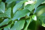 <img150*0:stuff/z/169023/More%2520Leaves.2/i1278632563_18.jpg>