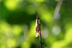 <img150*0:stuff/z/169023/More%2520Leaves.2/i1278632563_22.jpg>