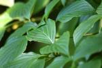 <img150*0:stuff/z/169023/More%2520Leaves.2/i1278632563_23.jpg>