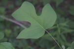 <img150*0:stuff/z/169023/More%2520Leaves.2/i1278632563_25.jpg>