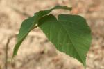 <img150*0:stuff/z/169023/More%2520Leaves.2/i1278632563_26.jpg>