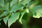 <img150*0:stuff/z/169023/More%2520Leaves.2/i1278632563_27.jpg>