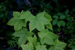 <img150*0:stuff/z/169023/More%2520Leaves.2/i1278632563_28.jpg>