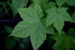 <img150*0:stuff/z/169023/More%2520Leaves.2/i1278632563_29.jpg>
